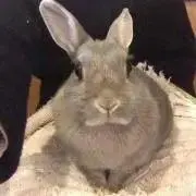 ぶしゃの画像