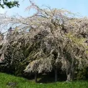 桜花‪︎❀ 3点で－300円詳細プロフの画像