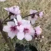 真凜✩.*˚  プロフ変更 断捨離中の画像
