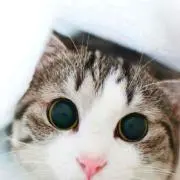 ゆう