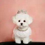 カンチョンピン ぬいぐるみ ベイビーティニピン サプライズボックス