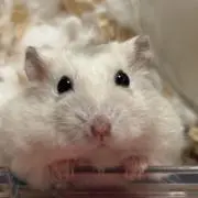 はるの画像