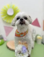 チョビの画像