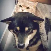 でんでんの画像
