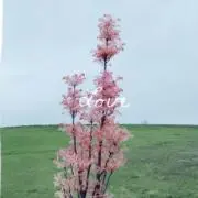 なにわちゃん