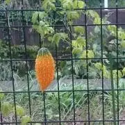 寿司ボンバーの画像
