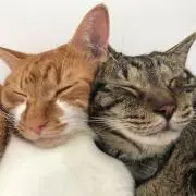 leo leo doの画像
