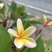 Annaの画像