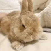 NENEの画像