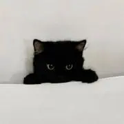 つきの画像