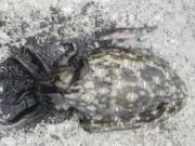 まさる　プロフに有益情報ありの画像