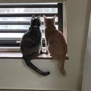あずきの画像