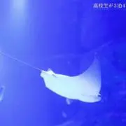 67の画像