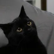NERUの画像