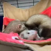 ねこぴ。