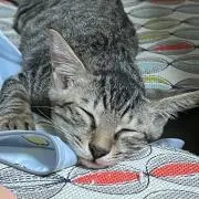 いのっち