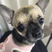 黒パグの画像