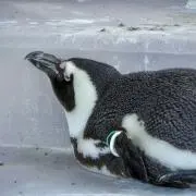 じぇふの画像