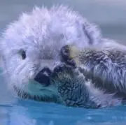 シマちゃん