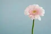 KIKIの画像