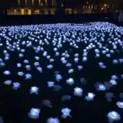 ちょこの画像