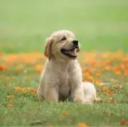 ておしめおしの画像