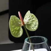 ENAの画像