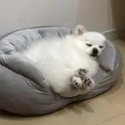 パンの画像