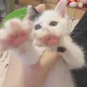 paの画像
