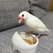 ちょこちょこの画像