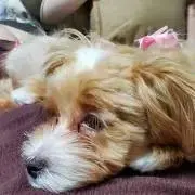 ゴンちゃんの画像