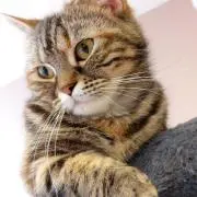 いわさん