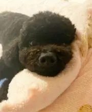 ラッキーの画像