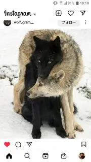fenrir.の画像