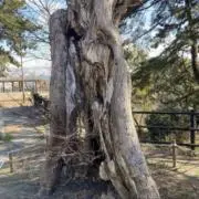 みーぽんの画像