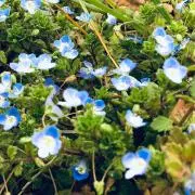 みか（即購入可能です）の画像