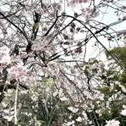 minako11の画像