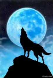 牧犬の画像