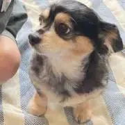 ツッキーーの画像