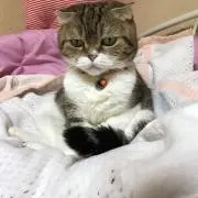 AAA
