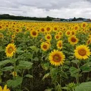 はるりんの画像