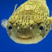 Andy【即入金】の画像