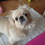 キラ子