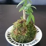 Juniorの画像
