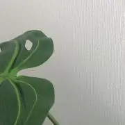リリ
