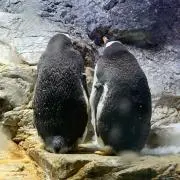 とうこの画像