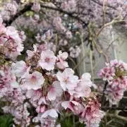 Okuboの画像