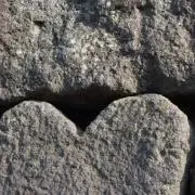モモの画像