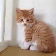 ろんろんの画像