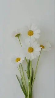 おはなの画像